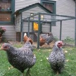 backyard chickens