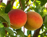 Peaches