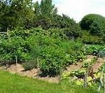 veggie garden