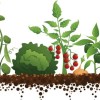 Community Garden