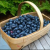 blueberries
