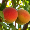 Peaches