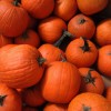 pumpkins