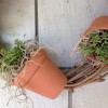 Succulents Wreath