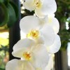 orchids