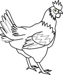 Cover photo for Albemarle Area Youth and Adult Poultry and Rabbit Show