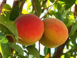 Cover photo for Managing Fruit Trees in the Home Landscape