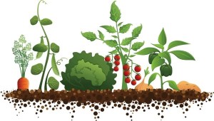 Cover photo for Nourishing North Carolina