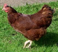 Cover photo for Albemarle Area Domestic Poultry & Rabbit Show