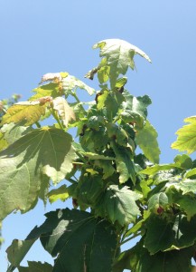 Cover photo for Maple Nursery IPM Update