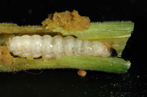 squash vine borer larvae