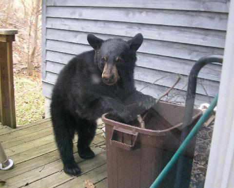 black bear exploring a trash bin