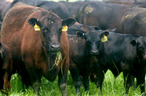 Cover photo for N.C. Cattle Industry Assessment Referendum Vote Set for Oct 4, 2018