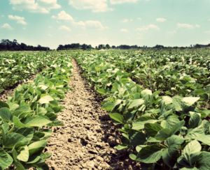 soybean field