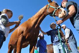 horse and students