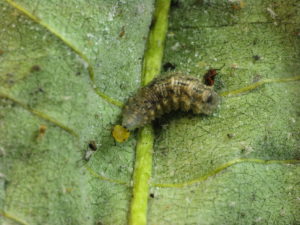 Syrphid fly larvae