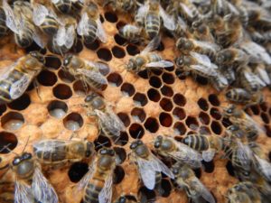 bees on comb