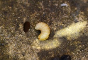 Honey Bee Larvae