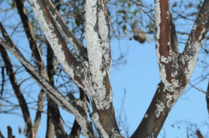 crape myrtle tree