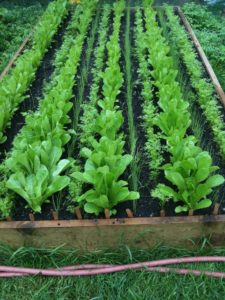 raised vegetable beds