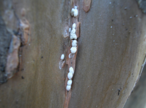crape myrtle bark scale