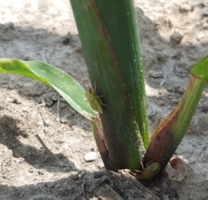 Brown sink bug feeding on corn