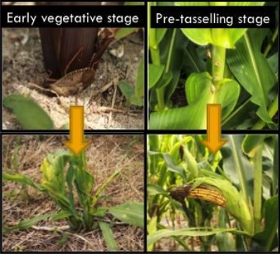 Early vegetative stage and pre-tasselling stage -corn damage from stink bugs