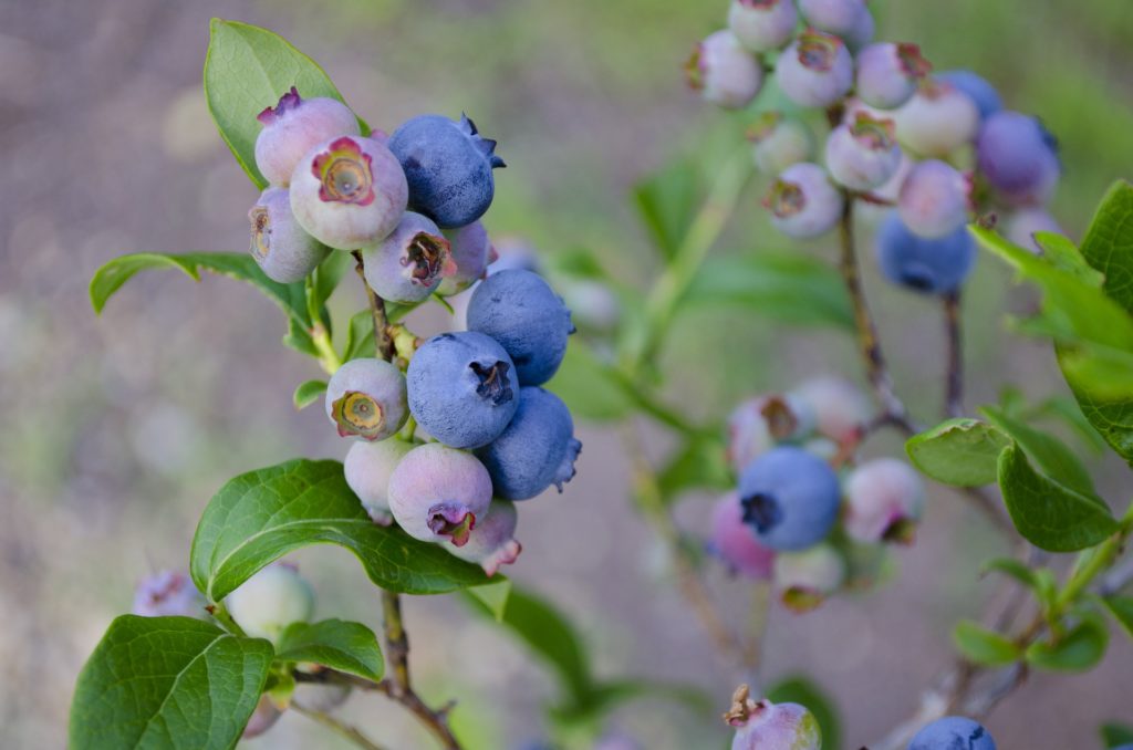 blueberries on vine