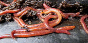 worms in dirt