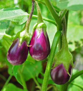 eggplant plants