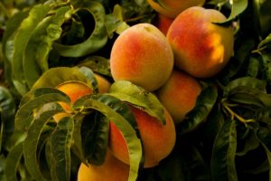 peaches on tree