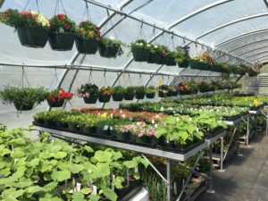 plants in pots and hanging in greenhouse