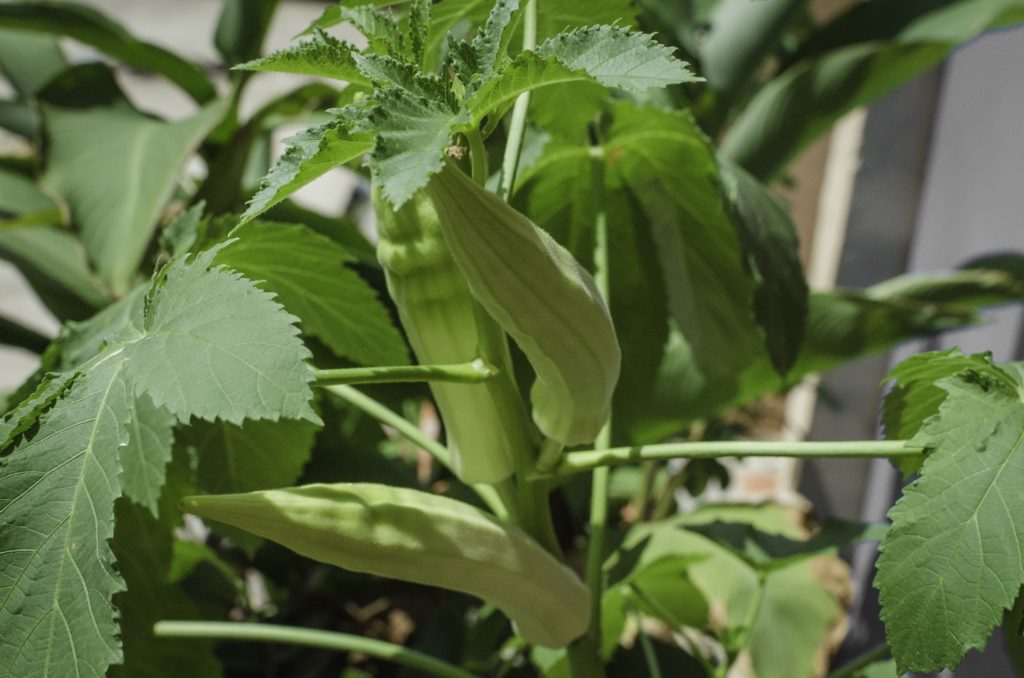 okra plant