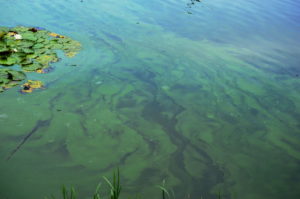 blue algae in water
