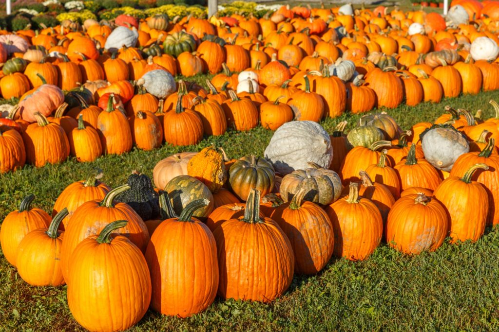 many pumpkins