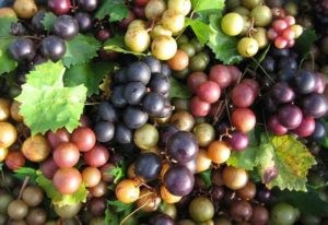 purple, green and red grapes