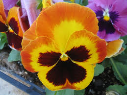 orange and yellow pansies