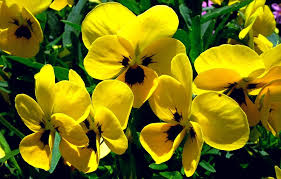 yellow pansies