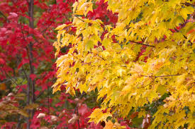 fall foliage