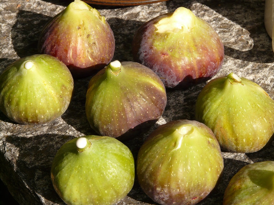 fig sap