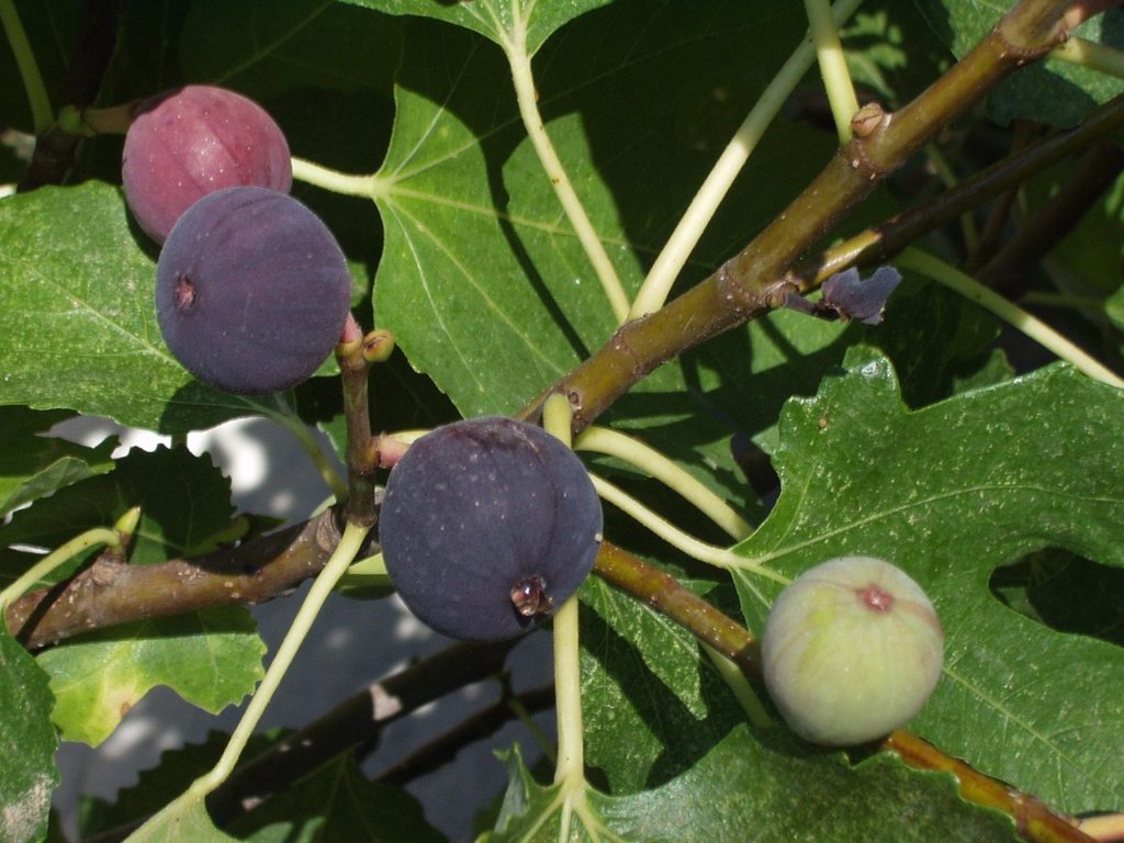 fig plant