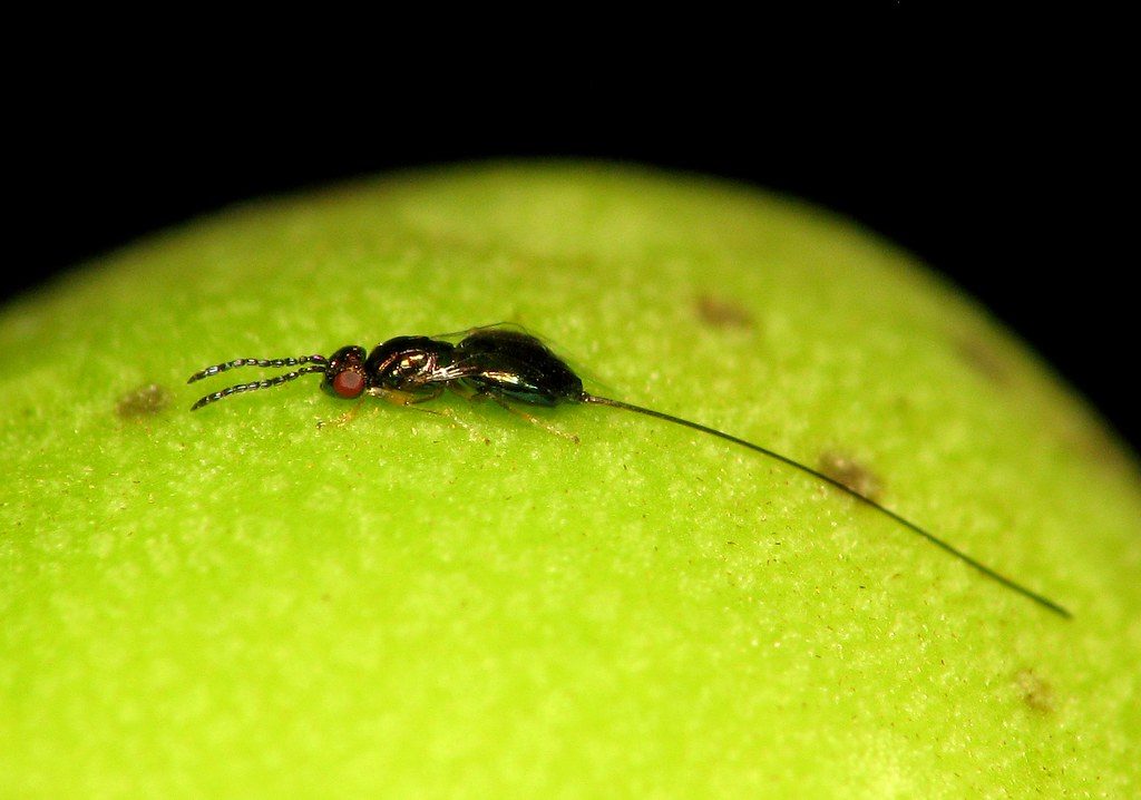 fig wasp