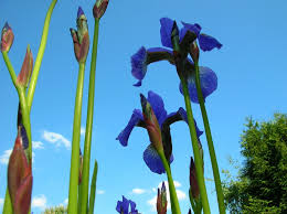 blue iris