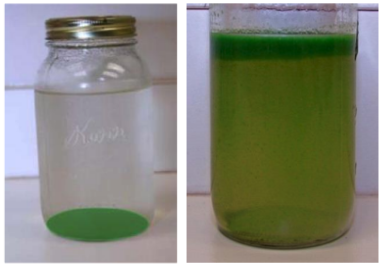 algae in jars