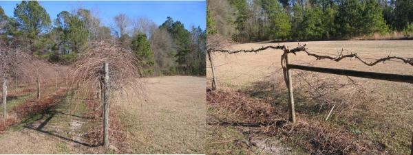 grape trellis before and after pruning