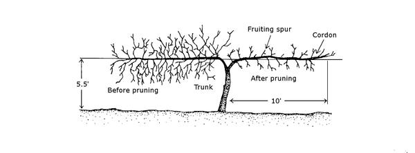 trellis diagram