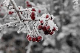 berries on tree with frost