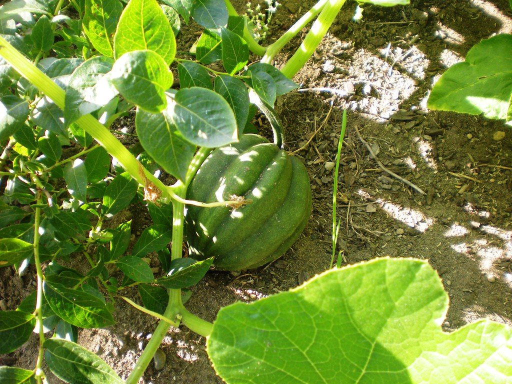 acorn squash plants