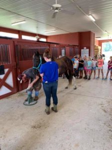 Cover photo for Equine Science Series