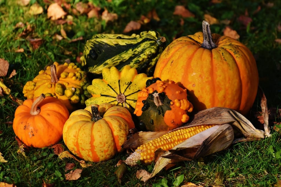 winter squash, pumpkins